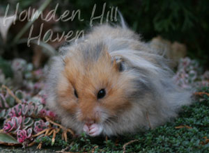 RC- Golden Umbrous Longhaired